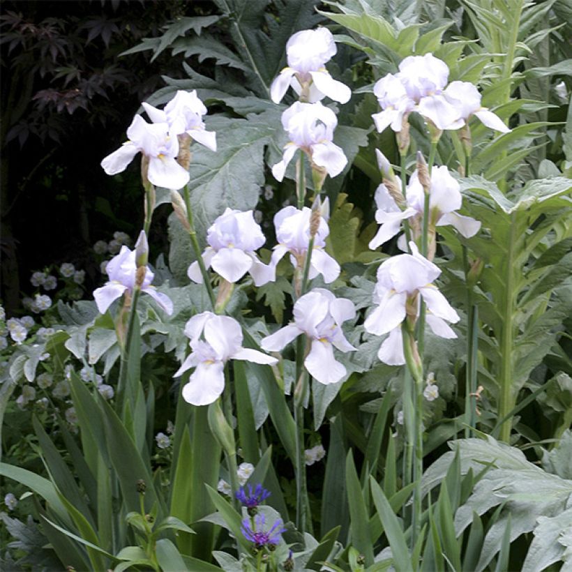 Iris germanica English cottage - Iris des jardins remontant (Flowering)