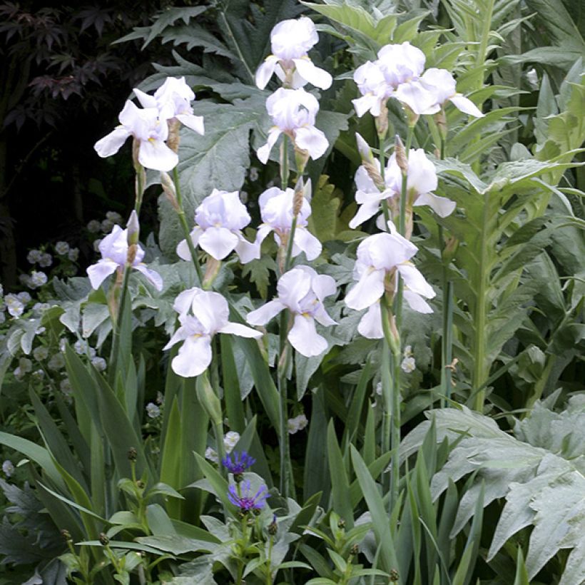 Iris germanica English cottage - Iris des jardins remontant (Plant habit)