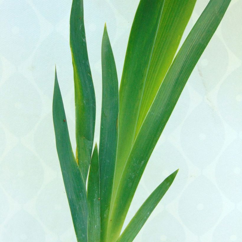 Iris germanica English cottage - Iris des jardins remontant (Foliage)