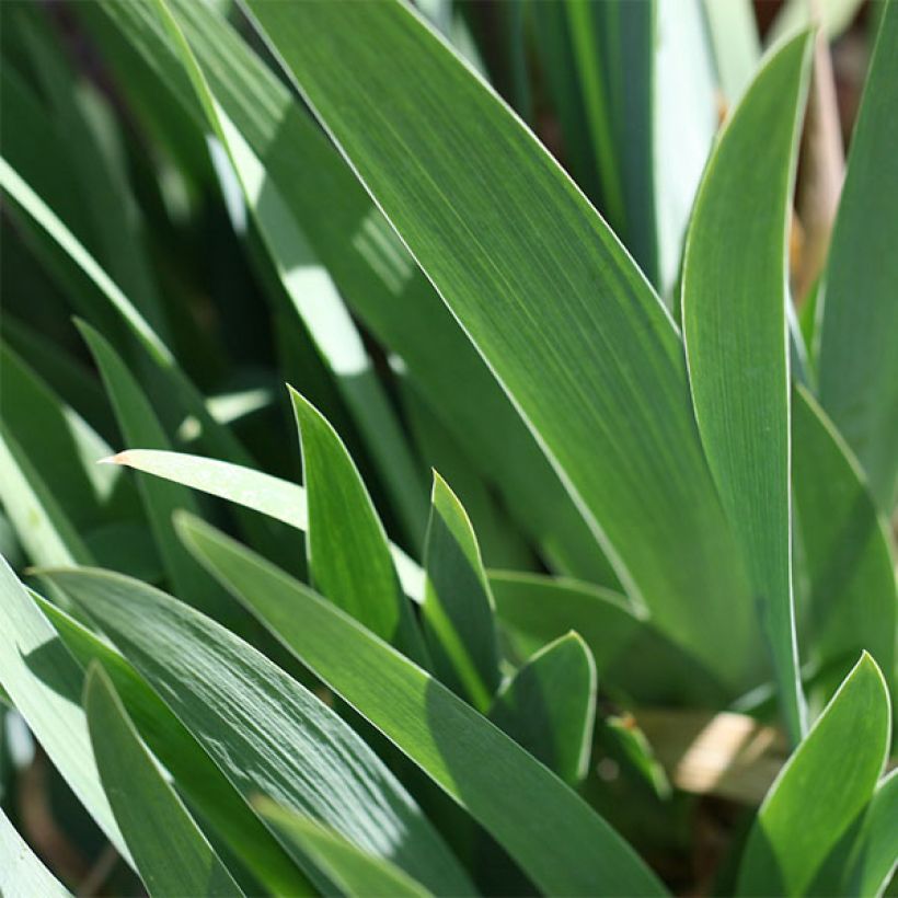 Iris germanica Firestorm - Iris des Jardins lilliput (Foliage)