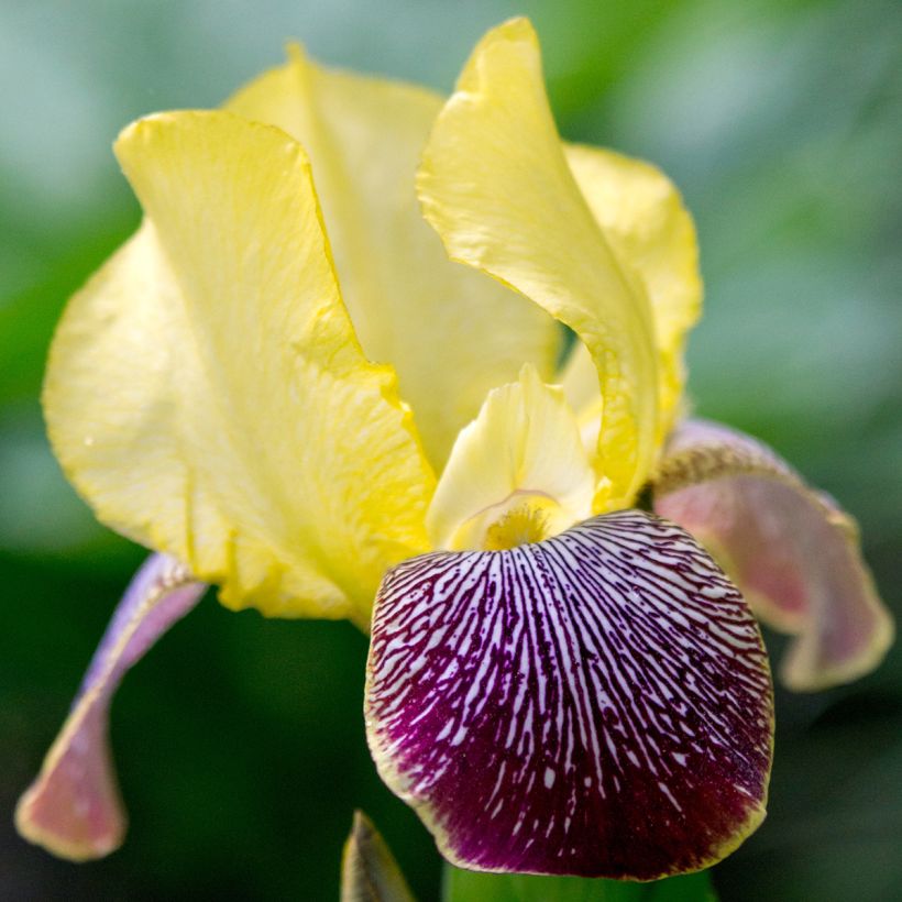 Iris germanica Flaming Dragon - Grand iris des jardins (Flowering)