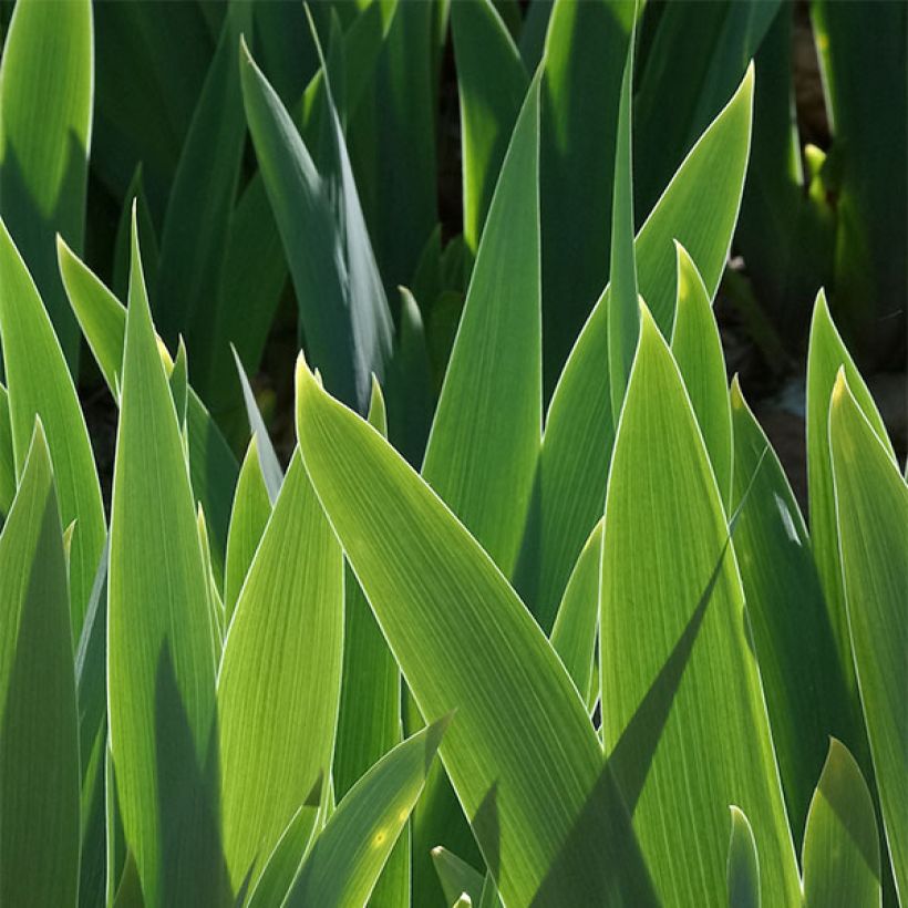 Iris germanica Frisk Me - Iris des Jardins Lilliput (Foliage)