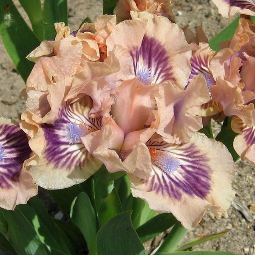 Iris germanica Frisk Me - Iris des Jardins Lilliput (Flowering)