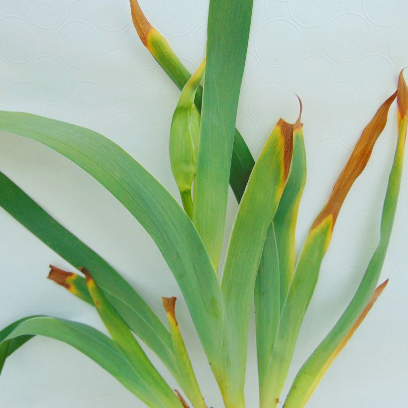 Iris germanica Innocent Star - Iris des Jardins remontant. (Foliage)