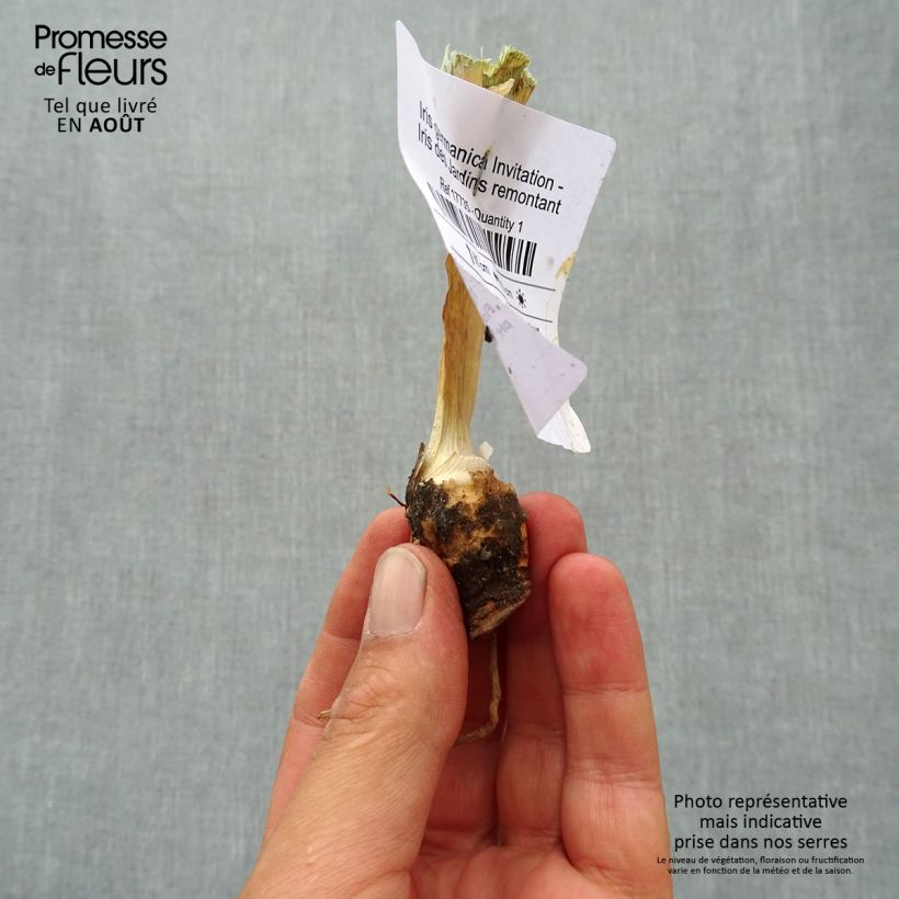 Example of Iris germanica Invitation - Iris des Jardins remontant Godet de 8/9 cm as you get in ete