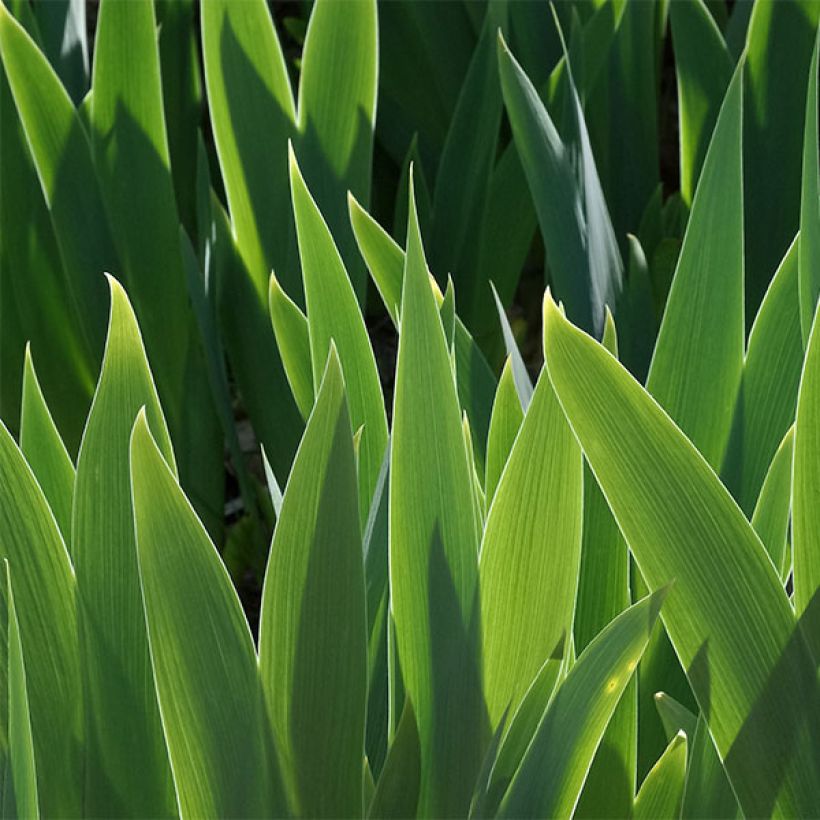 Iris germanica Making Eyes - Iris des Jardins Lilliput (Foliage)