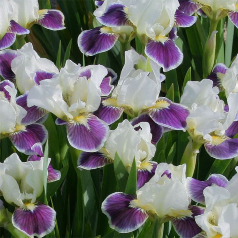 Iris germanica Making Eyes - Iris des Jardins Lilliput (Flowering)