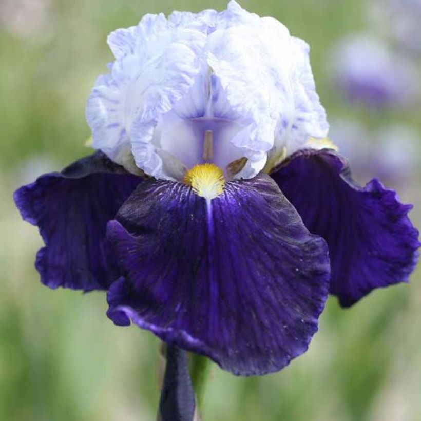 Iris germanica Night Edition (Flowering)