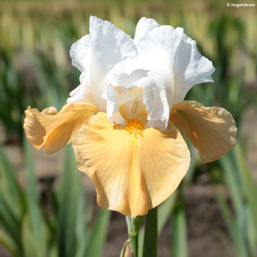 Iris germanica Pumpkin Cheesecake - Iris des Jardins (Flowering)