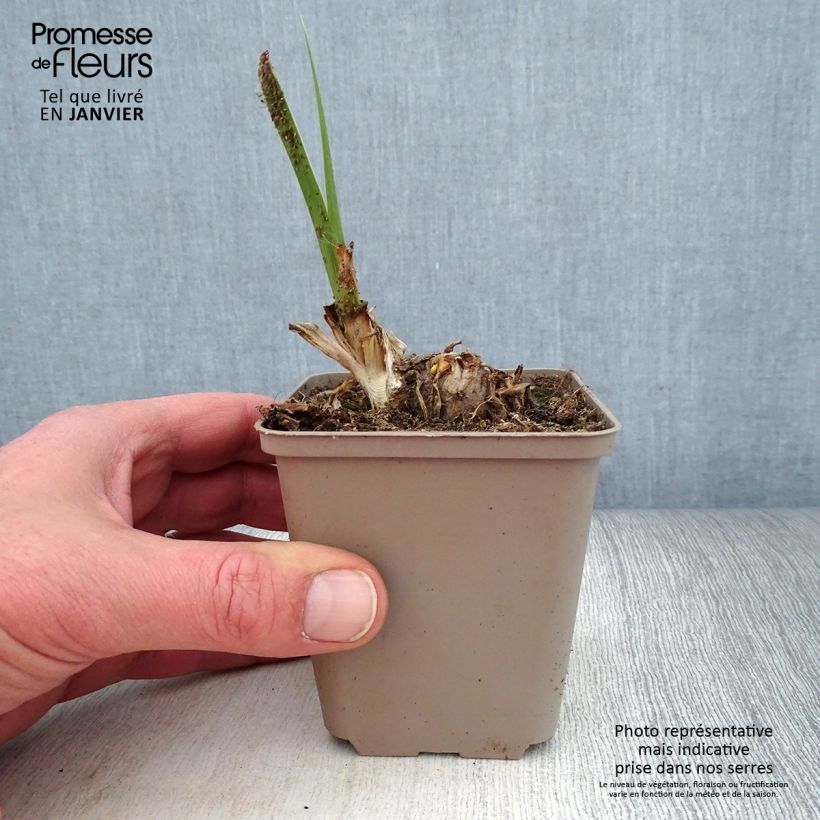 Example of Iris germanica Pumpkin Cheesecake - Iris des Jardins Godet de 8/9 cm as you get in hiver