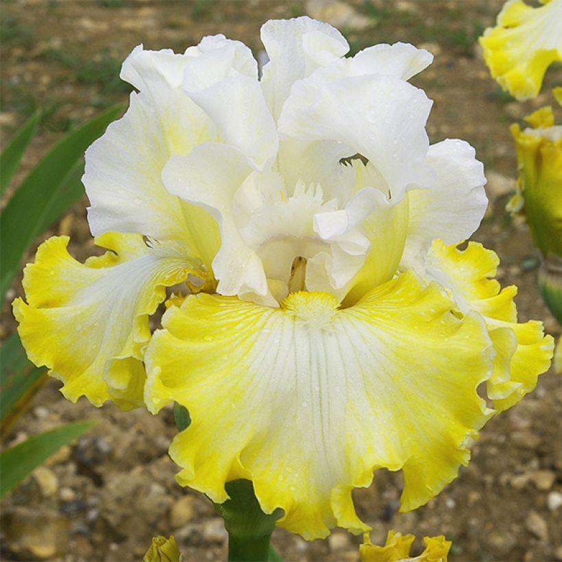 Iris germanica Smiling Faces - Iris des jardins (Flowering)