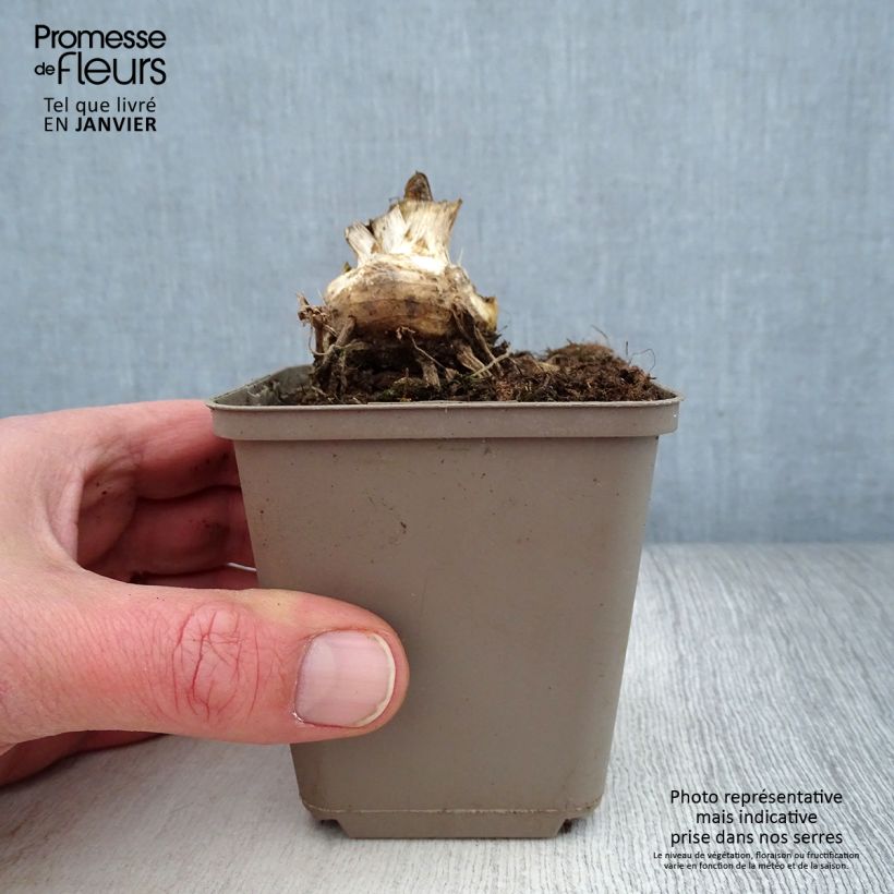Example of Iris germanica Storm Center - Iris des Jardins Godet de 8/9 cm as you get in hiver