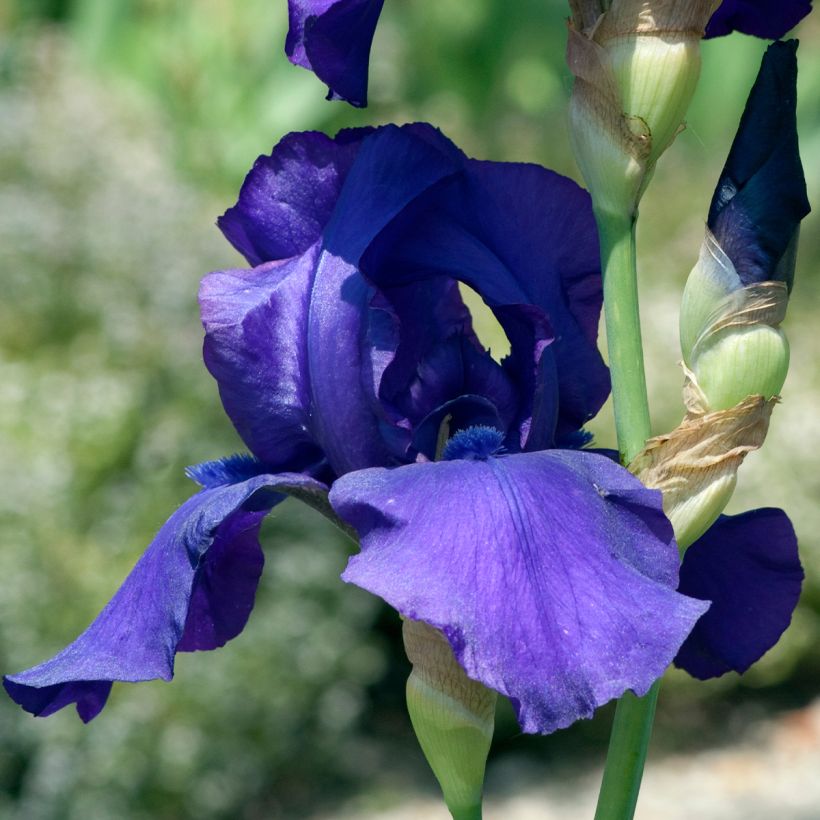 Iris germanica Storm Center - Iris des Jardins (Flowering)