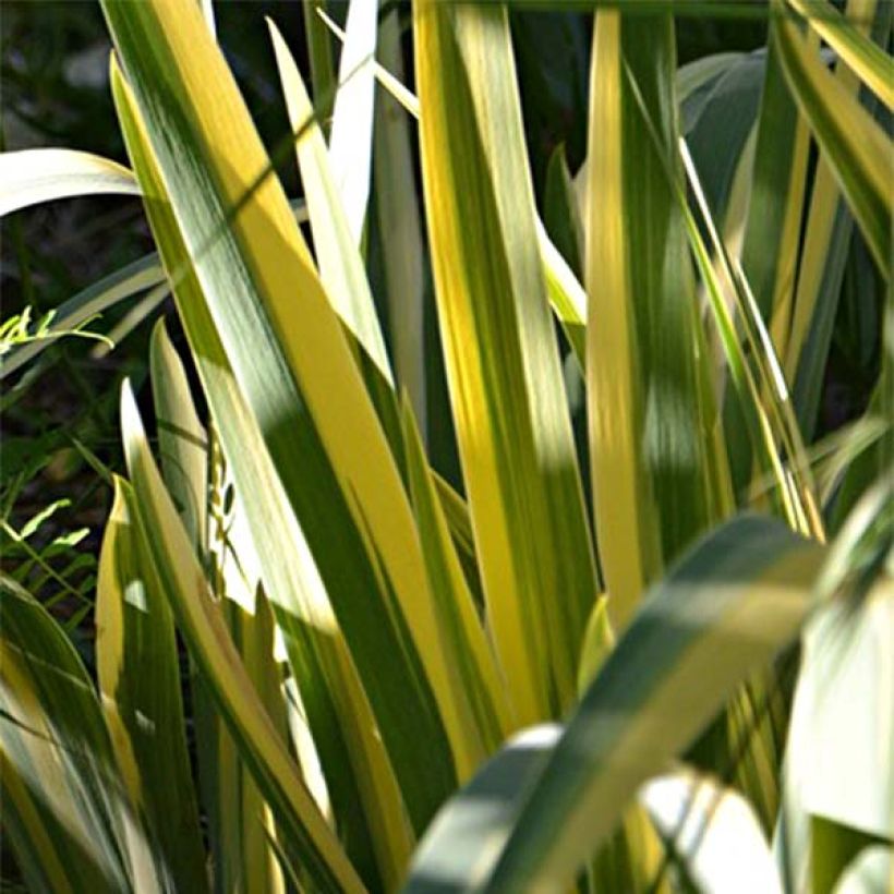Iris pallida Variegata - Iris pâle panaché de jaune (Foliage)