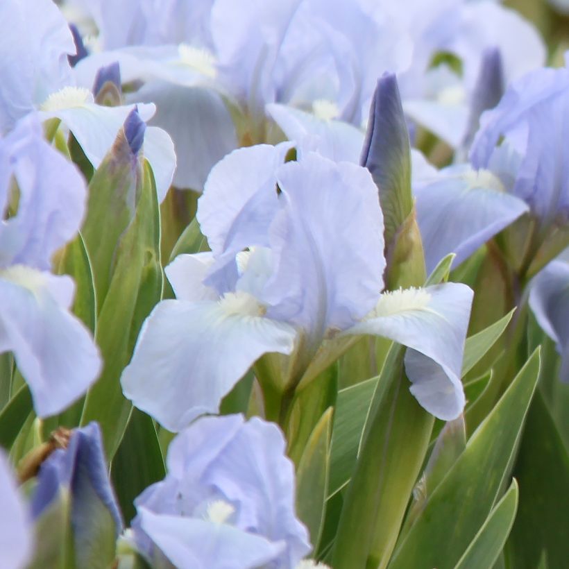 Iris pumila Azurea - Iris nain ou Iris de rocaille (Flowering)