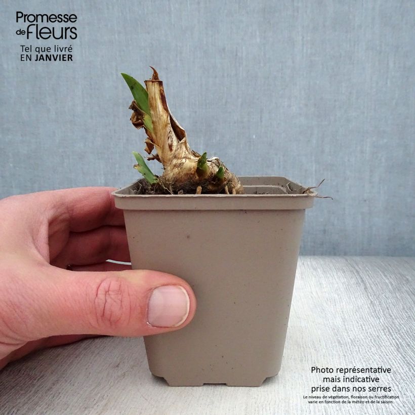 Example of Iris pumila Dream Stuff - Iris nain ou de rocaille Godet de 8/9 cm as you get in hiver