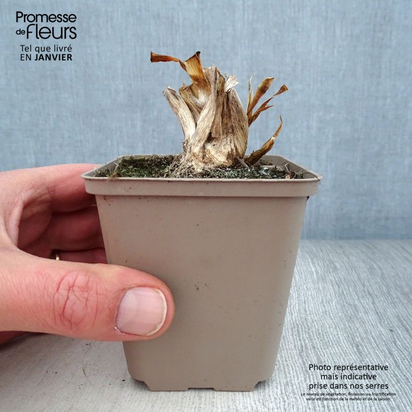 Example of Iris pumila Smell The Roses - Iris nain ou de rocaille remontant Godet de 8/9 cm as you get in hiver