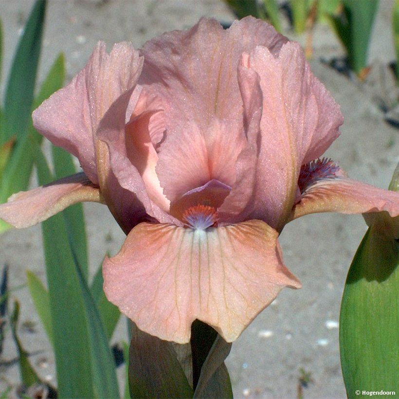 Iris pumila Volts - Iris nain ou de rocaille (Flowering)