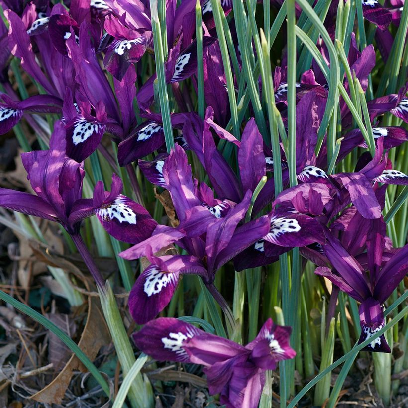 Iris reticulata Pauline - Iris réticulé (Plant habit)