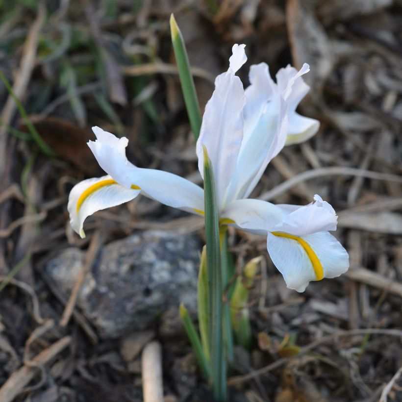 Iris reticulata White Caucasus (Plant habit)