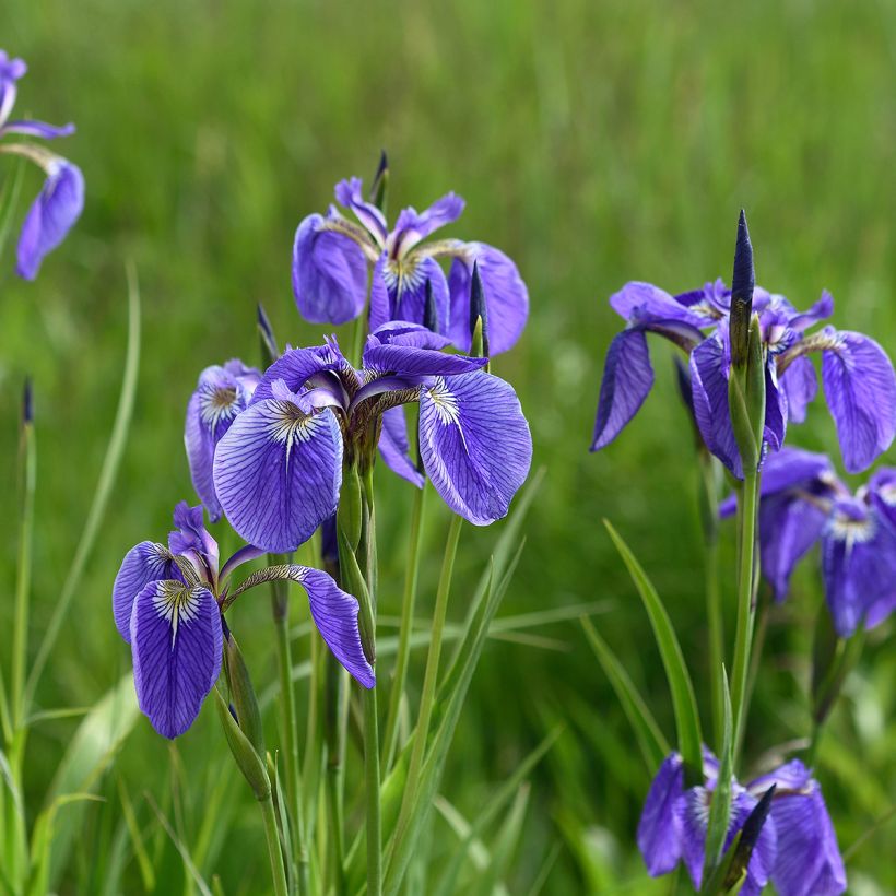 Iris setosa - Iris d'Alaska (Plant habit)