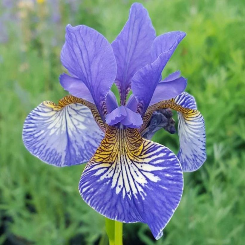 Iris sibirica Persimmon - Iris de Sibérie (Flowering)
