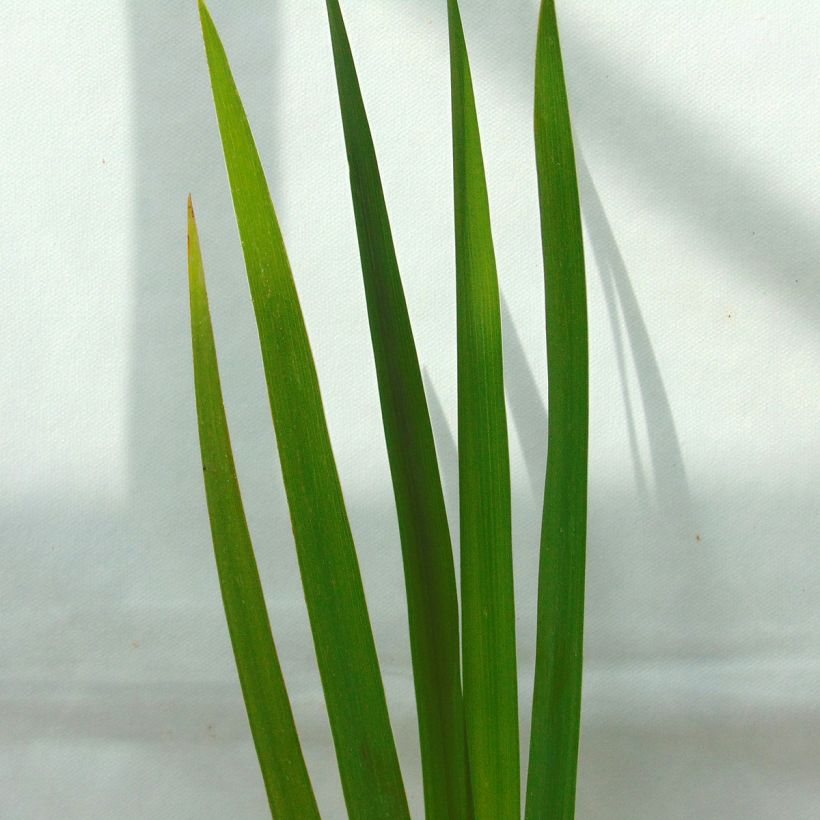 Iris versicolor Kermesina - Iris des marais (Foliage)