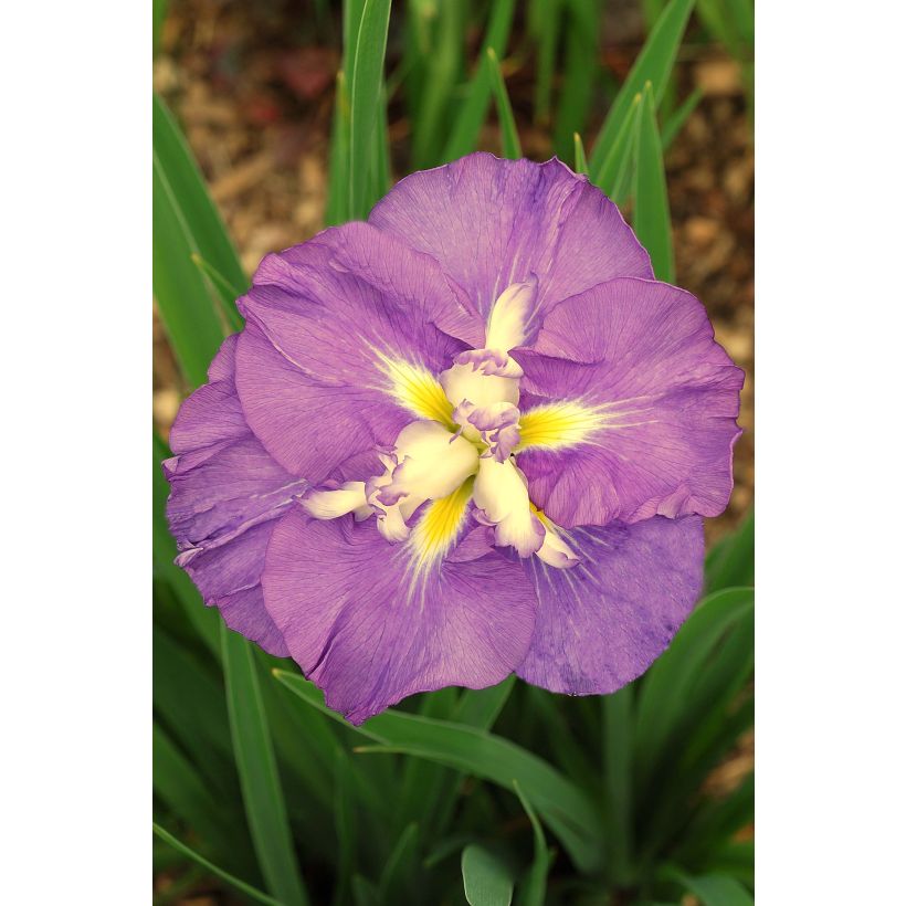 Iris du Japon - Iris ensata Center of Interest (Flowering)