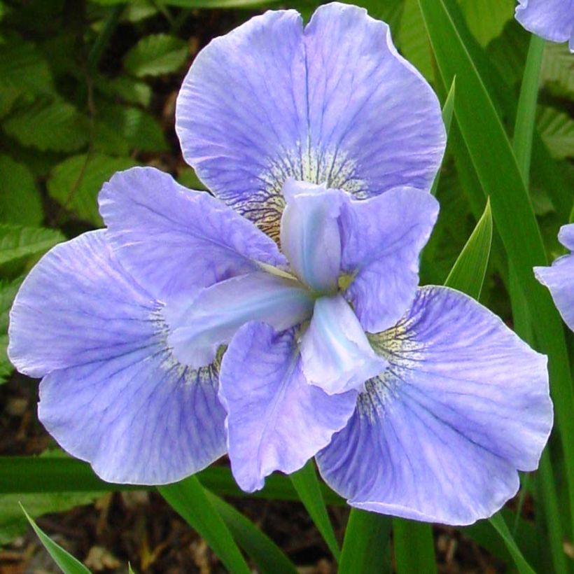 Iris de Sibérie - Iris sibirica Dear Delight (Flowering)