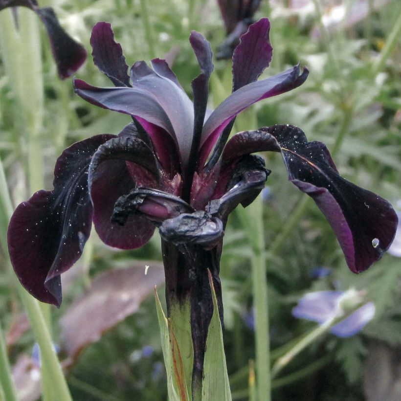 Iris chrysographes Black Knight (Flowering)