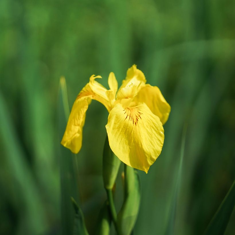 Iris pseudacorus Compact Form - Iris des marais (Flowering)