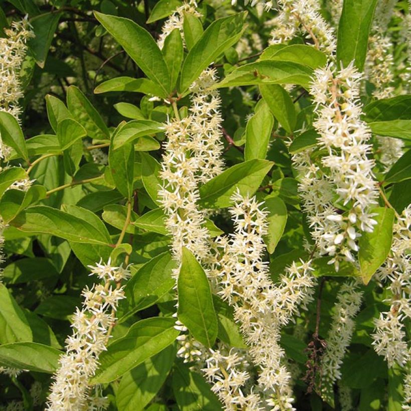 Itea virginica Little Henry - Itéa de Virginie (Flowering)