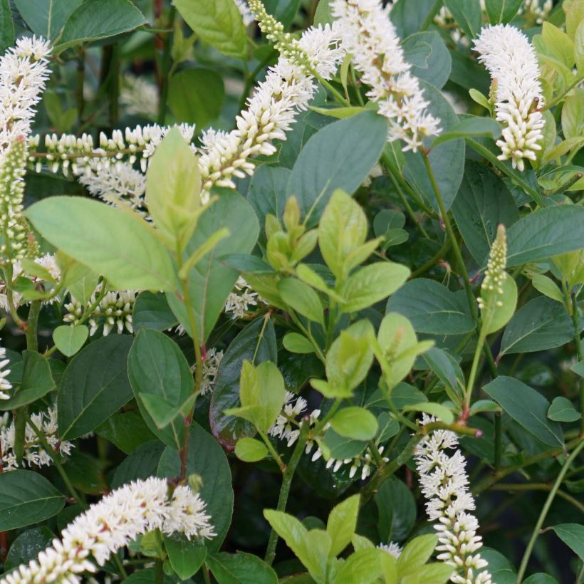 Itea virginica Scentlandia - Itéa de Virginie (Foliage)