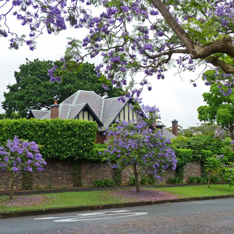 Jacaranda mimosifolia - Flamboyant bleu (Plant habit)