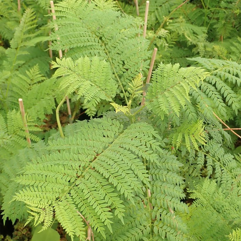 Jacaranda mimosifolia - Flamboyant bleu (Foliage)