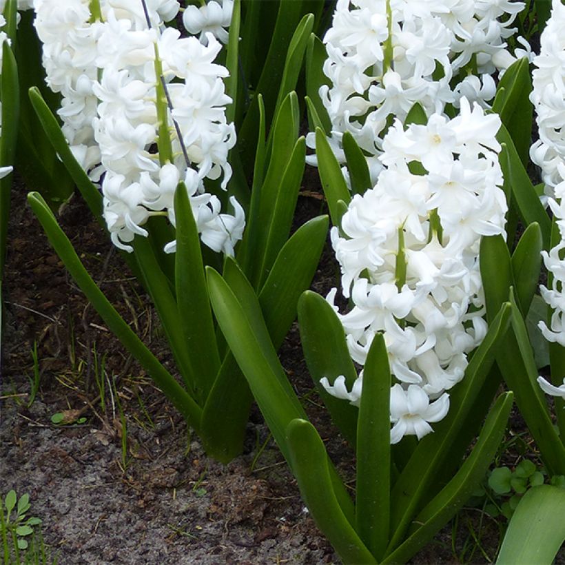 Jacinthe Aiolos blanche préparée pour le forçage (Plant habit)