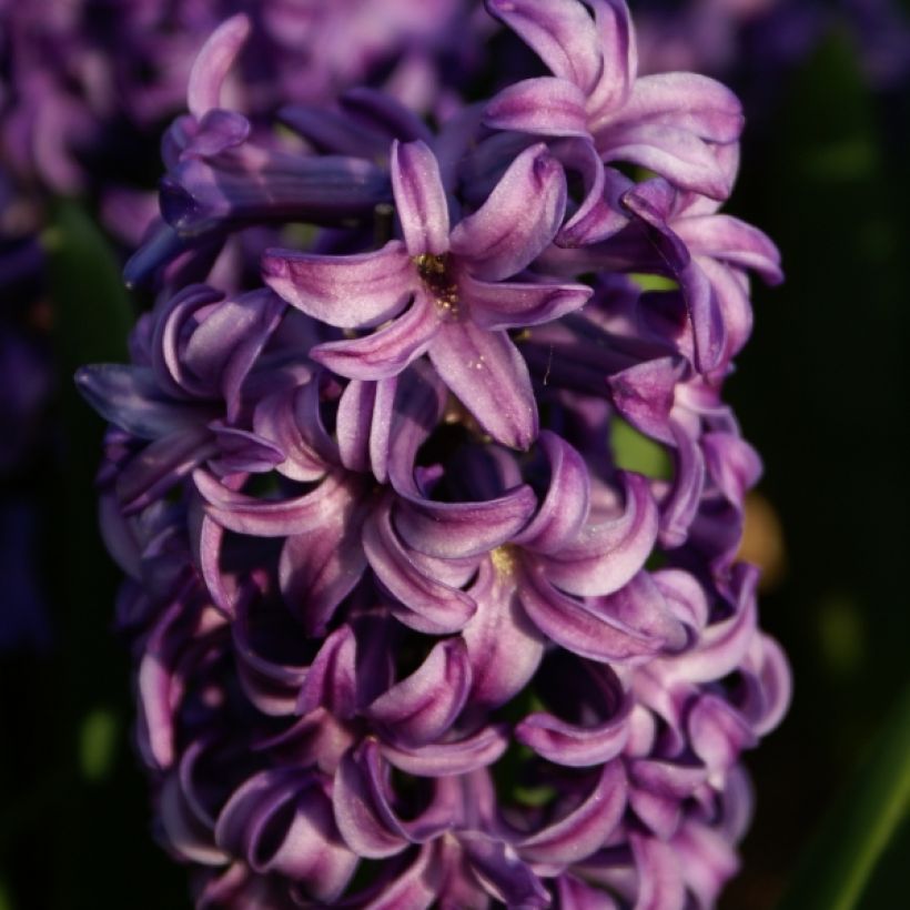 Jacinthe Atlantic (Flowering)