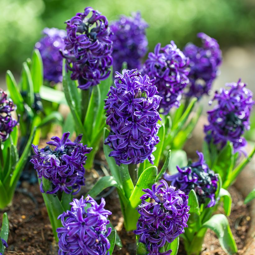 Jacinthe Atlantic (Plant habit)