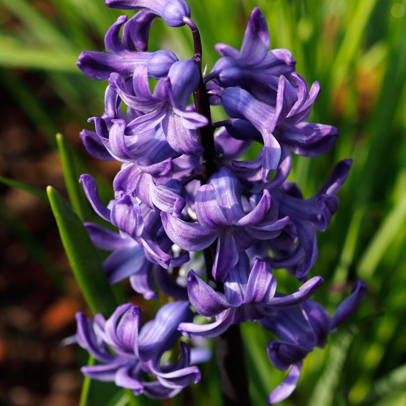 Jacinthe Blue Pearl (Flowering)