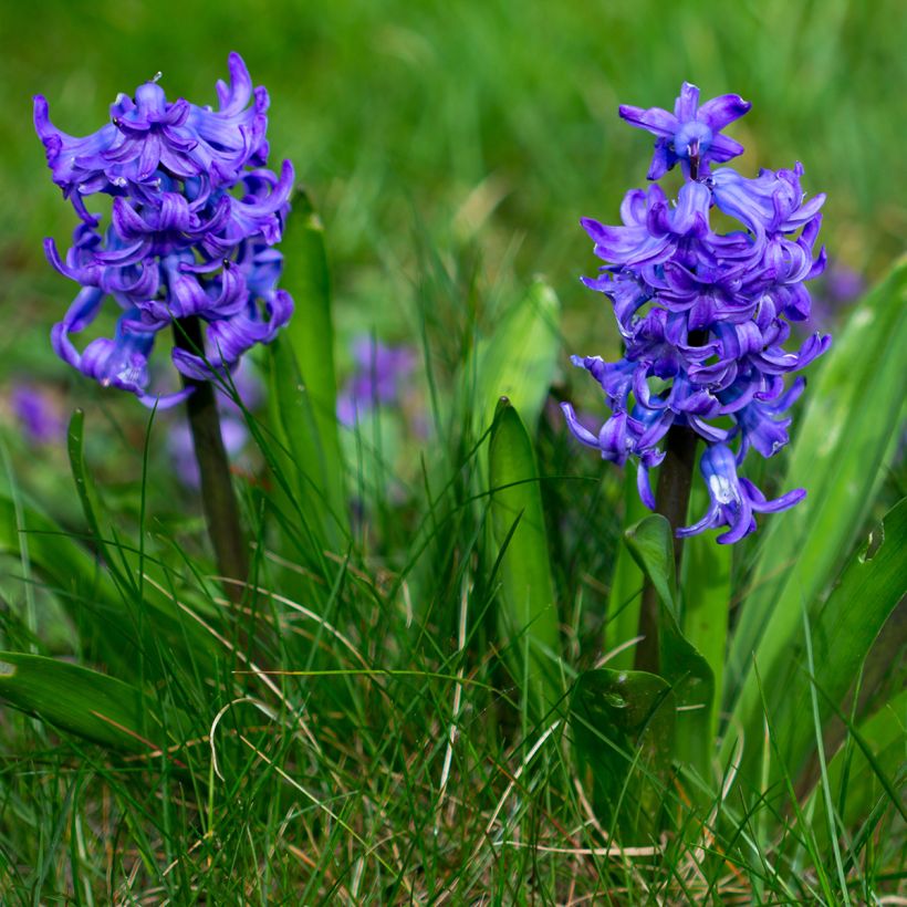 Jacinthe Blue Pearl (Plant habit)