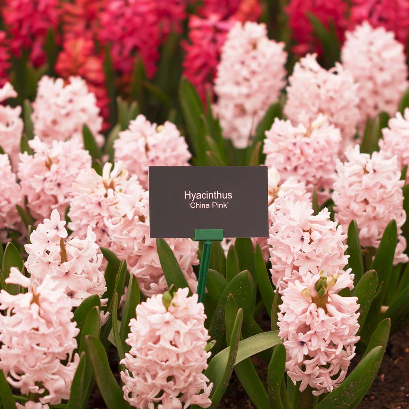 Jacinthe China Pink (Plant habit)