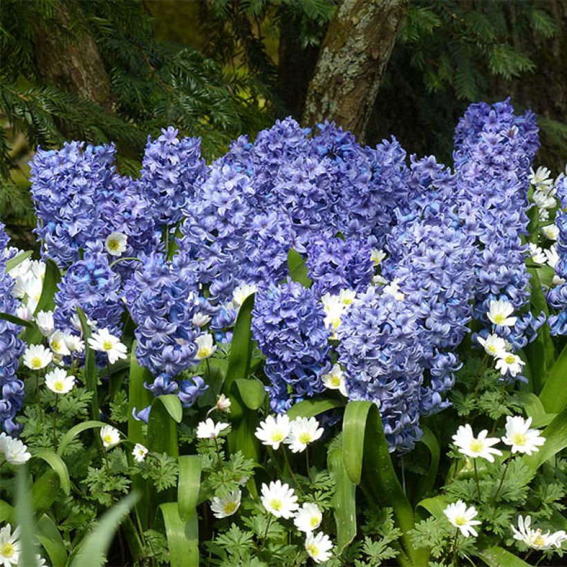 Jacinthe Delft Blue bleue préparée pour le forçage (Flowering)