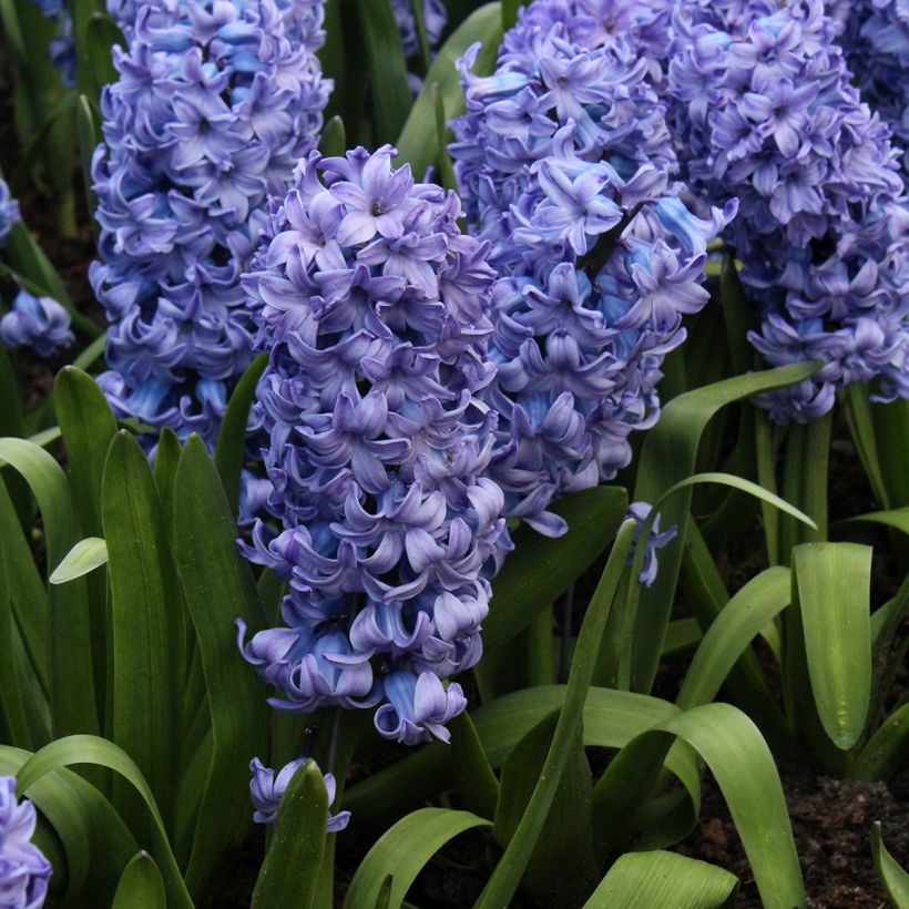 Jacinthe Delft Blue (Plant habit)