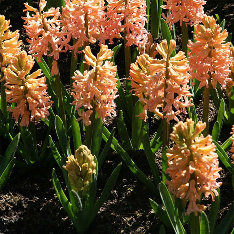 Jacinthe Gipsy Queen (Plant habit)