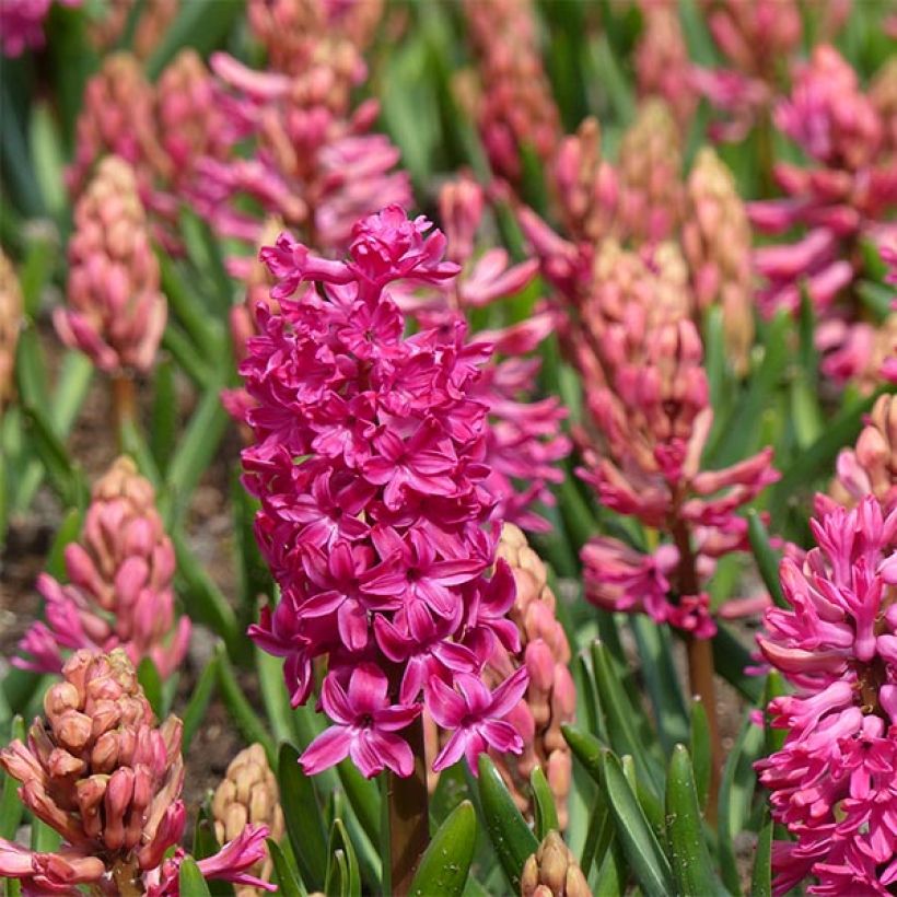 Jacinthe Jan Bos rouge préparée pour le forçage (Flowering)
