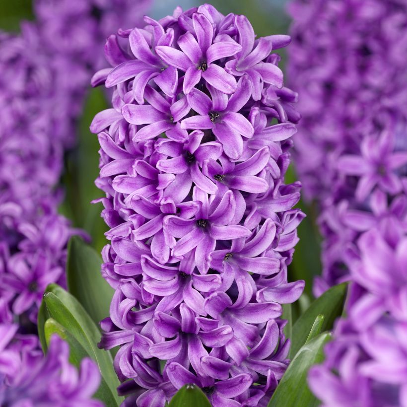 Jacinthe Miss Saigon préparée pour le forçage (Flowering)