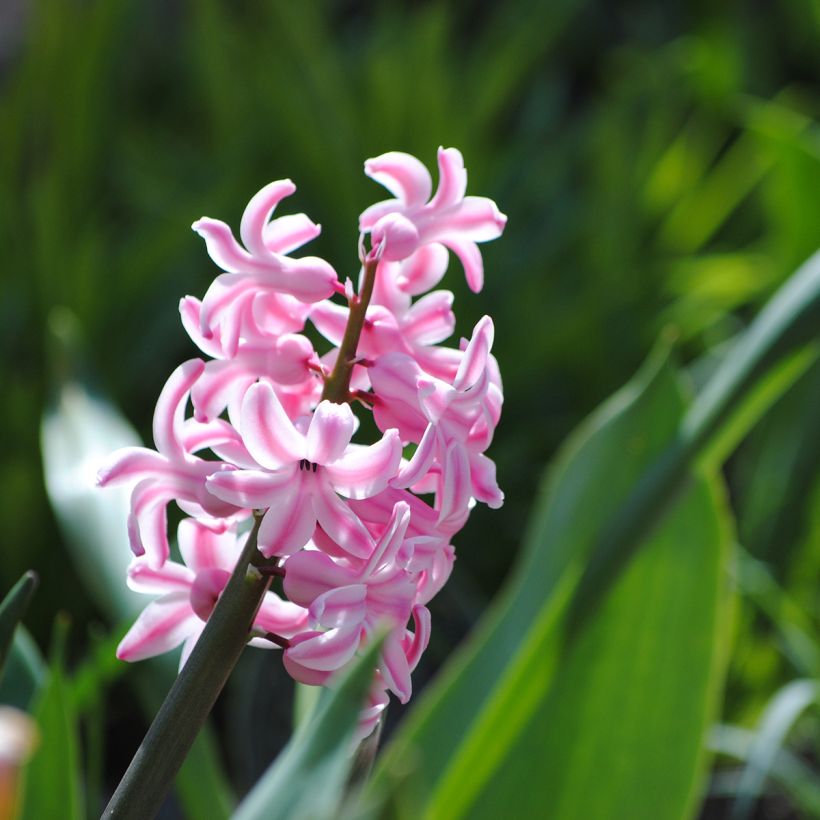 Jacinthe Pink Pearl (Flowering)