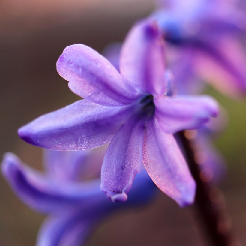 Jacinthe Sky Jacket (Flowering)