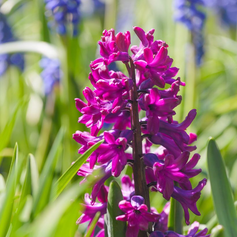 Jacinthe Woodstock (Flowering)