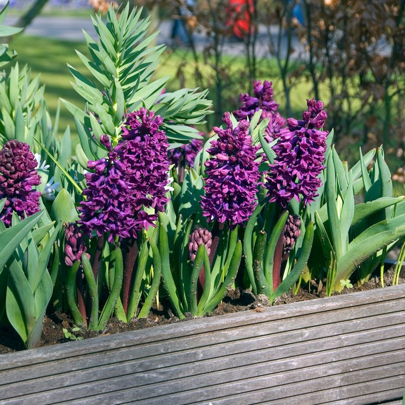 Jacinthe Woodstock (Plant habit)